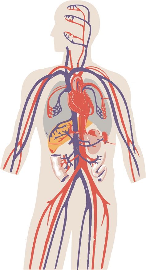 El sistema circulatorio, un ciclo completo