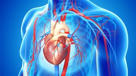 El sistema circulatorio y cómo se reparten los nutrientes ...