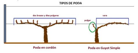 El sistema de poda con espaldera gana terreno en Argentina | ENOLIFE ...
