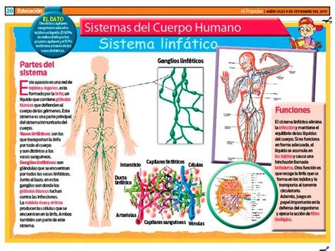 El sistema linfático | ElPopular.pe