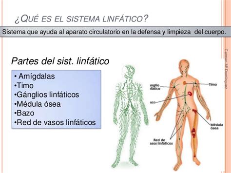 El sistema linfático