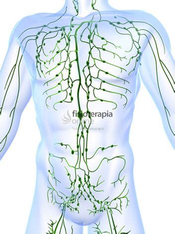 El sistema linfático. Para que sirve y cómo funciona ...