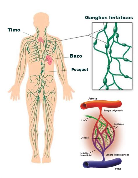 El sistema linfático – Blología