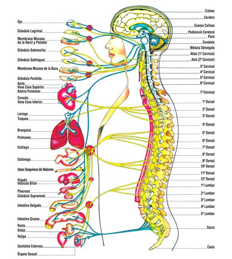 El sistema nervioso autónomo   Universidad Popular de ...
