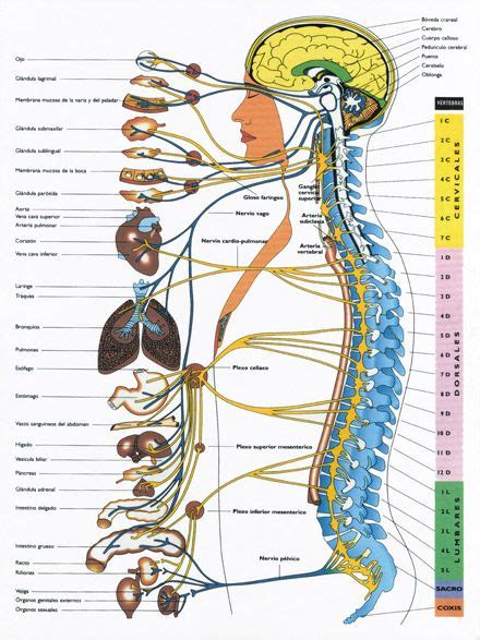 El Sistema Nervioso: definición, funciones, relación con ...