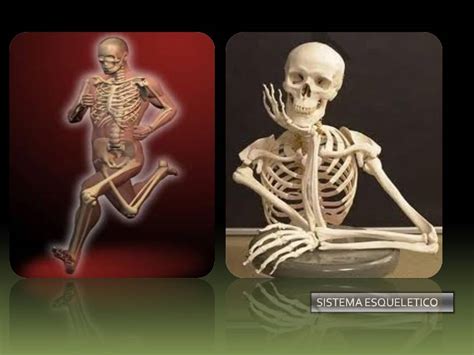 EL SISTEMA ÓSEO: Imágenes del sistema óseo