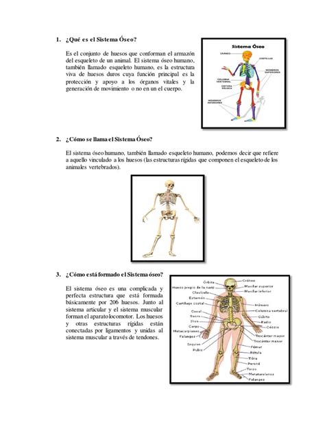 El Sistema Óseo.pdf | Esqueleto | Hueso