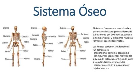 El Sistema Osteomuscular