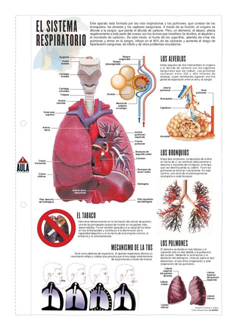 El sistema respiratorio by Pedro Márquez   Issuu