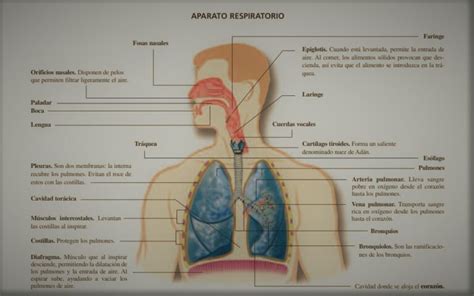 El Sistema Respiratorio | Conceptos, definiciones y caracteristicas ...