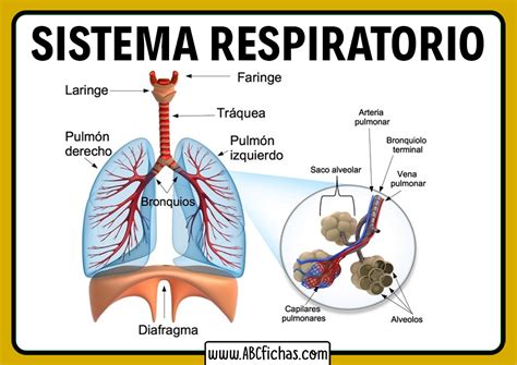 El Sistema Respiratorio del Cuerpo Humano | Partes y Funcionamiento