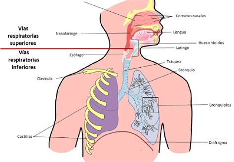 El sistema respiratorio. Estructura básica del sistema respiratorio ...
