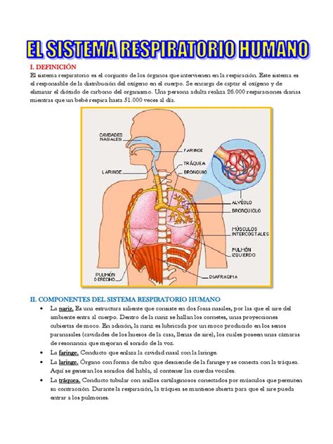 El Sistema Respiratorio Humano | Pulmón | Sistema respiratorio | Prueba ...