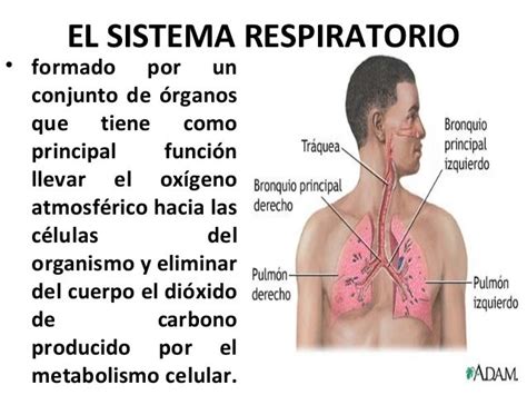 El sistema respiratorio