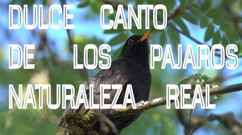 El Sonido De La Naturaleza Los Pajaros Musica De Relajacion   YouTube