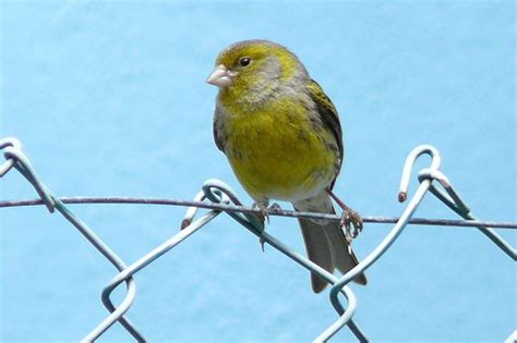 El sonido que habito: Singing canaries