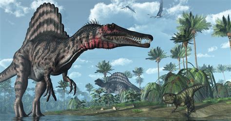 El Spinosaurus se alimentaba como un pájaro pescador, no ...