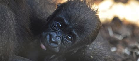 El tercer bebé gorila valenciano nacido en BIOPARC se ...