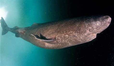 El tiburón de Groenlandia vive al menos 3 siglos, revela ...
