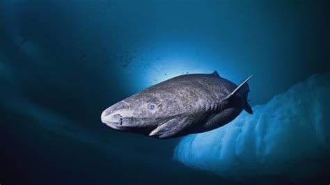 El tiburón que vive cuatro siglos | Ciencia | EL PAÍS