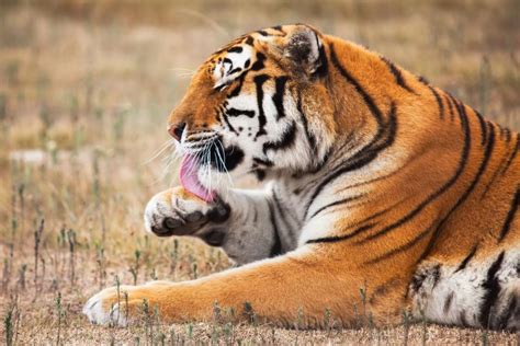 El tigre real de Bengala   Bangladesh