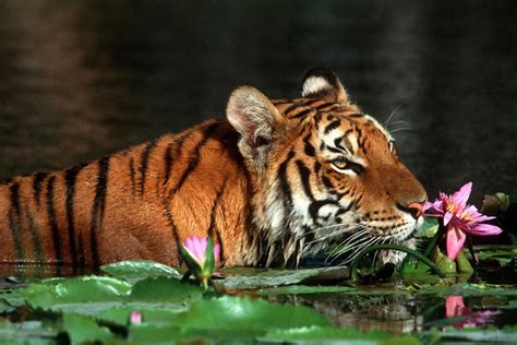 El tigre real de Bengala Bangladesh