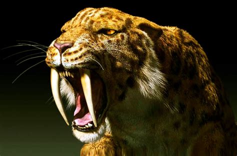 El tigre “dientes de sable” del Pleistoceno, vecino de Miramar   El ...