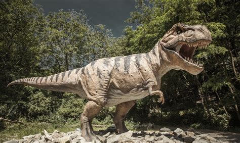 El Tiranosaurio Rex no era un dinosaurio con plumas, según un estudio ...