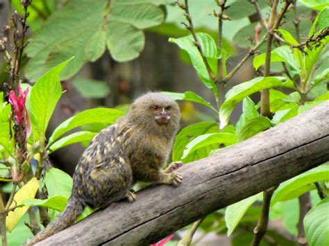 El tití pigmeo, el primate más pequeño conocido   Naturaleza Curiosa