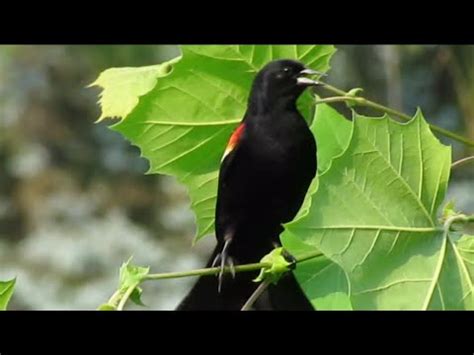 El tordo sargento pájaro negro con alas rojas   YouTube