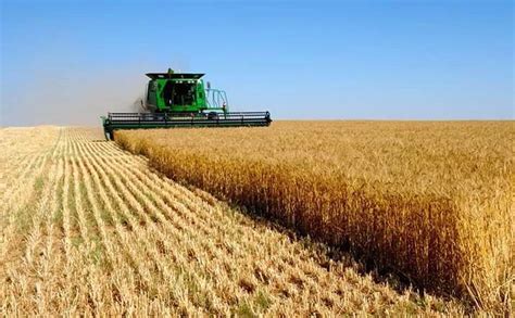 El trigo es el cultivo que más beneficios aporta al sistema • Diario ...