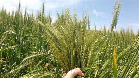 El trigo es un cultivo rentable en el modelo agroecológico   La Voz del ...