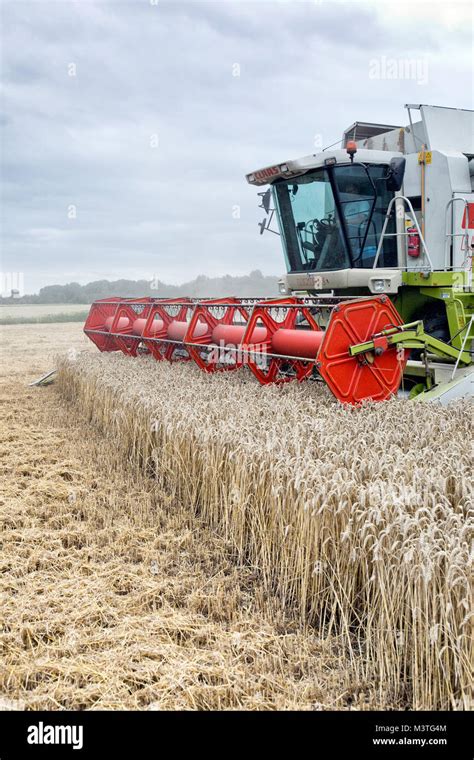 El trigo se recoge con una cosechadora o máquina de trilla que almacena ...