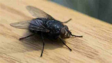 El truco más sencillo y barato para evitar tener moscas en casa