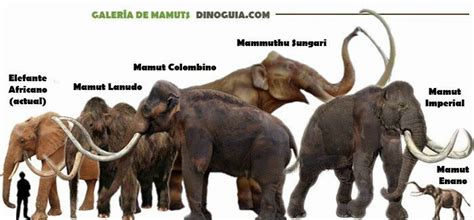 ¿El ultimo mamut grabado en 1943? | Mundo Secreto Amino