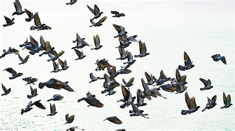 El Universal | Sin aves no hay paraíso