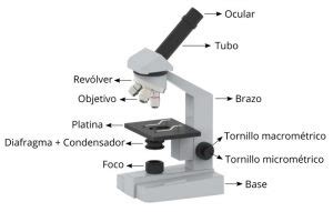 El Universo Bajo el Microscopio: MANEJO DEL MICROSCOPIO