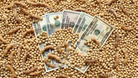 El USDA recortó la estimación de producción de soja en 2,5 millones de ...