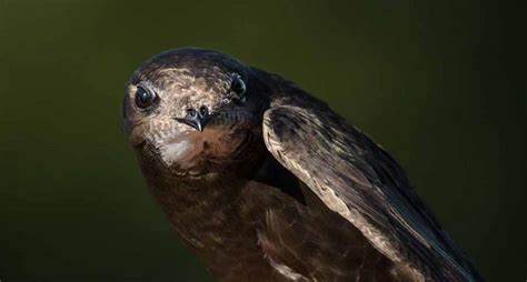 El vencejo común, el ave que vuela sin aterrizar   National Geographic ...