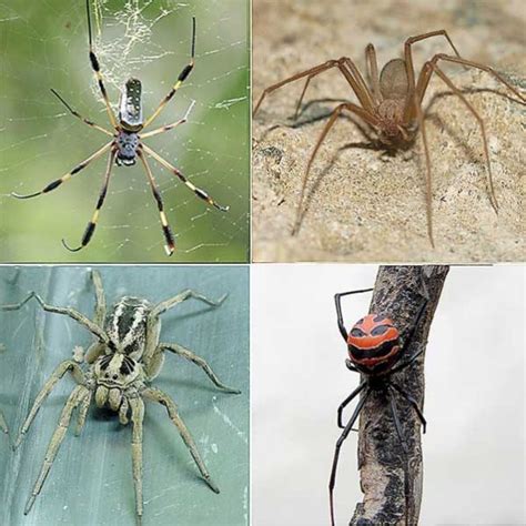 El veneno de cuatro arañas en la Llajta es altamente ...