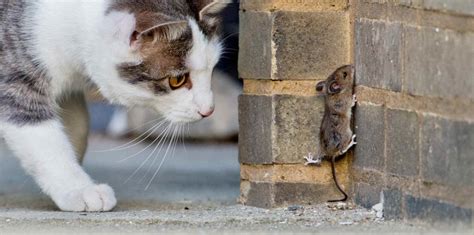 El vínculo entre gatos y ratones | El Nuevo Día