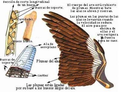 El Vuelo de las Aves; Extremidades Anteriores | marialuciac