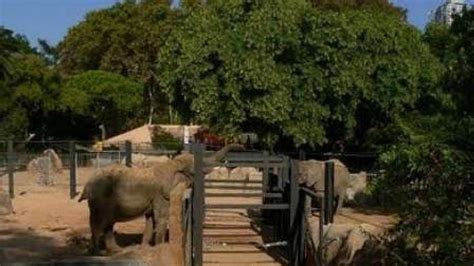 El Zoo de Barcelona corta los colmillos de las elefantas ...