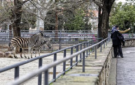 El Zoo de Barcelona, ¿en riesgo de extinción? | Cataluña