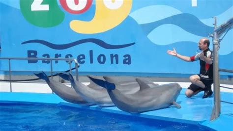 El Zoo de Barcelona prevé construir un nuevo delfinario ...
