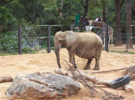 El zoo de Barcelona rompe su palabra y trae una elefanta ...