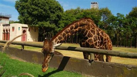 El Zoo de Buenos Aires cierra sus puertas para convertirse ...