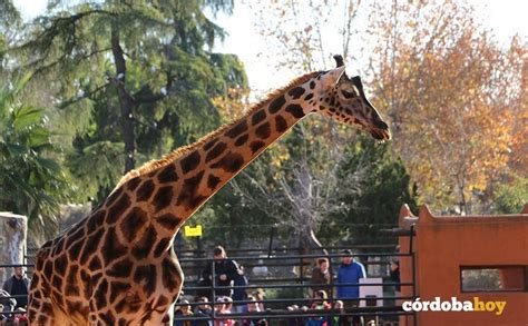 El Zoo de Córdoba canta por  Bulería  con un nuevo ejemplar de jirafa