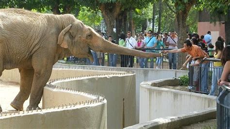 El Zoo de Córdoba incorpora tigres, lobos, cocodrilos y tortugas