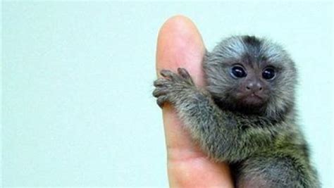 El zoo de Jerez alberga tres monos  titís , la especie más pequeña del ...